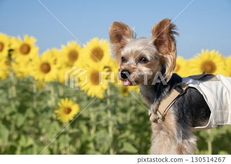 沐浴在清晨陽光下的向日葵和約克夏犬 130514267