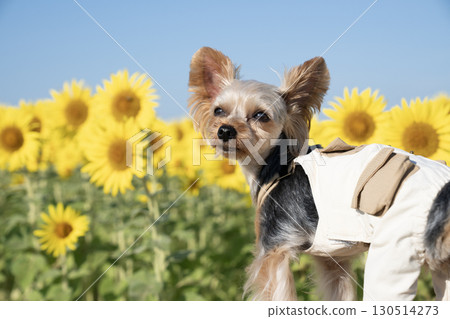 Sunflowers and Yorkshire terrier bathed in the morning sun 130514273