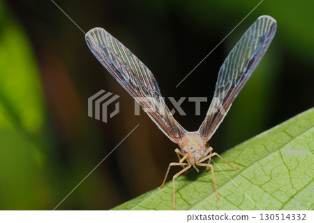 maegurohanenagaunka 130514332