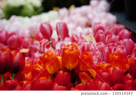 Vibrant Tulips in Full Bloom, Colorful Spring Flowers Vibrant Tulips in Full Bloom, Colorful Spring Flowers 130514347