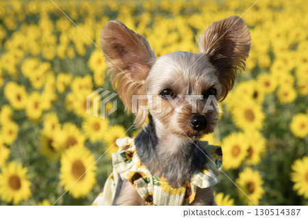 沐浴在清晨陽光下的向日葵和約克夏犬 沐浴在清晨陽光下的向日葵和約克夏犬 130514387