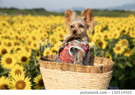 Sunflowers and Yorkshire terrier bathed in the morning sun 130514503