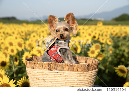 Sunflowers and Yorkshire terrier bathed in the morning sun 130514504