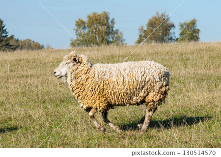 Single sheep standing on pasture 130514570