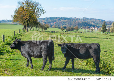 A herd of black cattle on green outdoor pasture 130514574