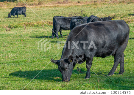 A herd of black cattle on green outdoor pasture 130514575