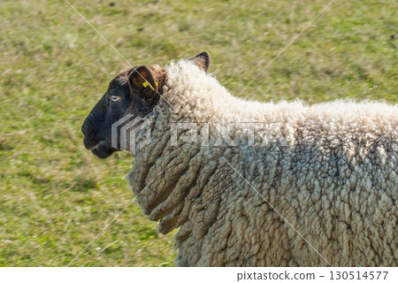 Single sheep standing on pasture 130514577