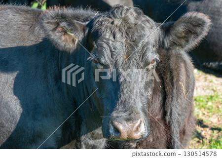 Potrait of black cow on pasture 130514578