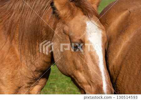 Detail of a brown horse grazing on pasture Detail of a brown horse grazing on pasture 130514593