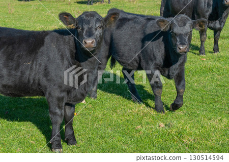 A herd of black cattle on green outdoor pasture 130514594