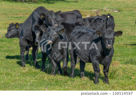 A herd of black cattle on green outdoor pasture A herd of black cattle on green outdoor pasture 130514597