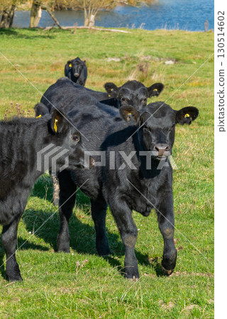 A herd of black cattle on green outdoor pasture A herd of black cattle on green outdoor pasture 130514602