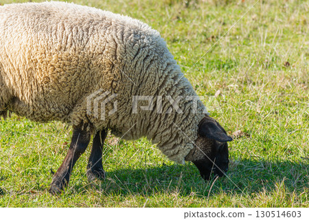 Single sheep standing on pasture Single sheep standing on pasture 130514603