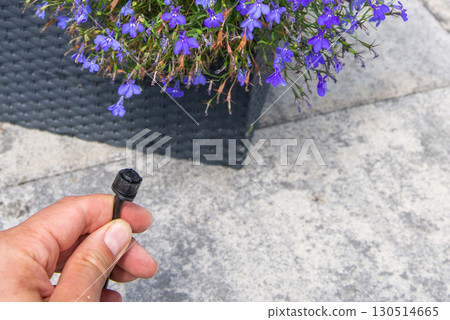 Male hand holding drip irrigation and installing it into the flo 130514665
