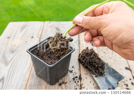 Gardener transplanting young seedling into bigger container Gardener transplanting young seedling into bigger container 130514666