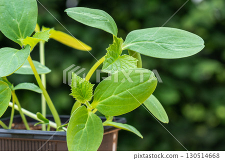 Young cucumber plants in a pot on a workbench before planting Young cucumber plants in a pot on a workbench before planting 130514668