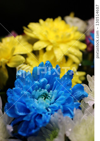 Water drops on the petals of blue and yellow chrysanthemums macro shot photo Water drops on the petals of blue and yellow chrysanthemums macro shot photo 130514687