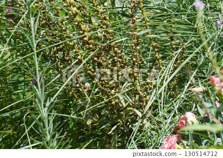 After the Loosestrife Flowers - 2025 130514712