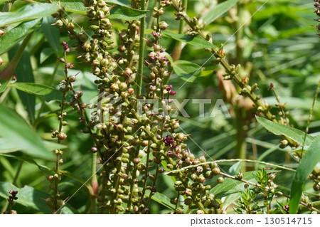 千屈菜花後 - 2025 130514715