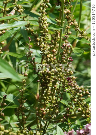 千屈菜花後 - 2025 130514716