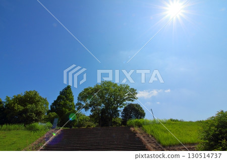 The dazzling sun and the green trees 130514737