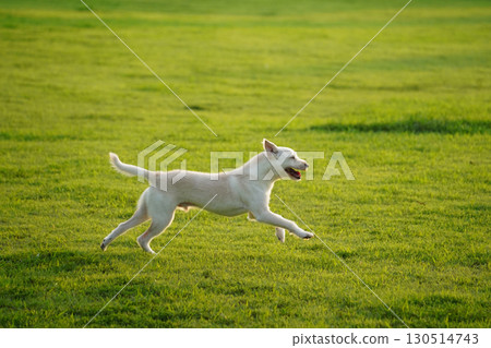 Happy White Mixed Breed Dog Running in Green Grass Happy White Mixed Breed Dog Running in Green Grass 130514743