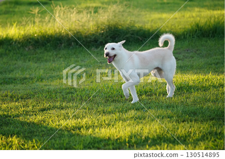 White Mixed Breed Dog Relaxing in a Green Field 130514895