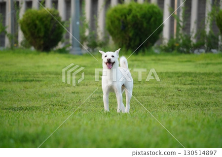 White Mixed Breed Dog Relaxing in a Green Field 130514897