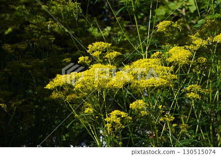 Ominaeshi - 2025 130515074