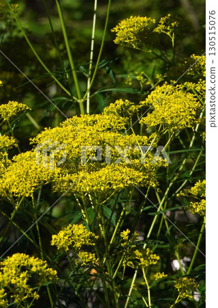 大美那希 - 2025 大美那希 - 2025 130515076