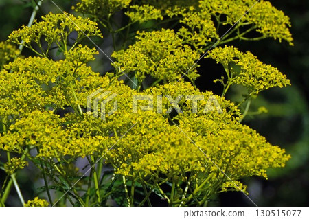 Ominaeshi - 2025 130515077