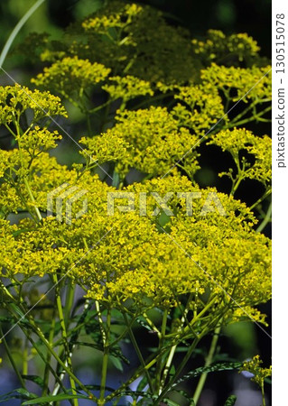 Ominaeshi - 2025 130515078