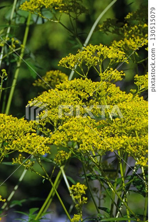 Ominaeshi - 2025 130515079