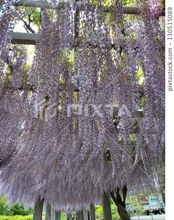 藤岡富士節上盛開的紫藤花架 藤岡富士節上盛開的紫藤花架 130515089