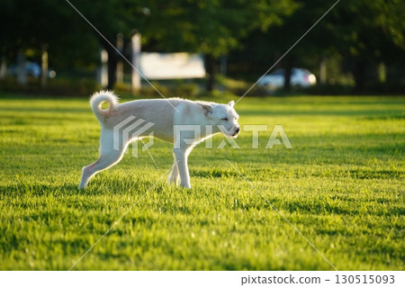 White Dog Urinating on Grass Field in Sunlight 130515093