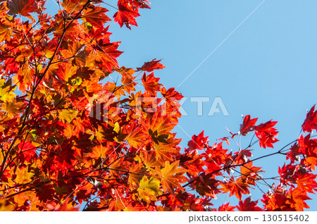 紅楓樹和藍天 130515402