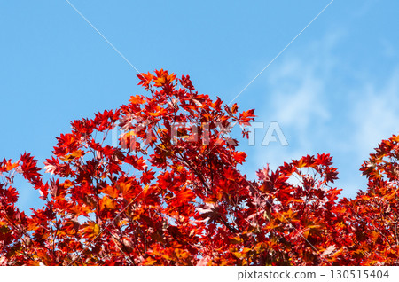 鮮紅的楓樹與蔚藍的天空 鮮紅的楓樹與蔚藍的天空 130515404