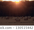 Early autumn hay rolls dyed in the morning sun 130515442