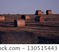 Wheat straw rolls in the early autumn sun 130515443