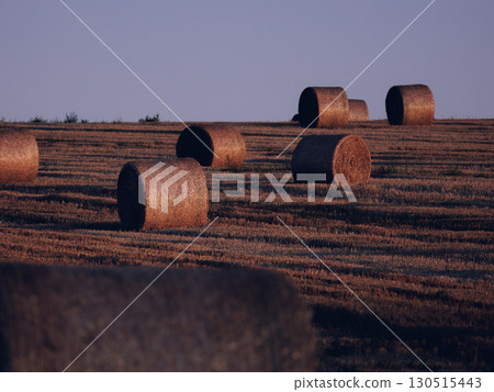Wheat straw rolls in the early autumn sun 130515443