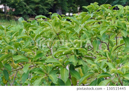 Japanese kakuremino buds - 2025 130515445