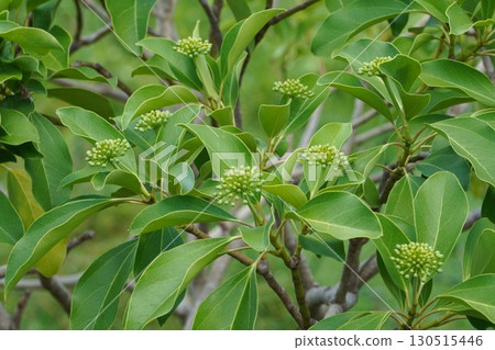 日本 kakuremino 芽 - 2025 130515446