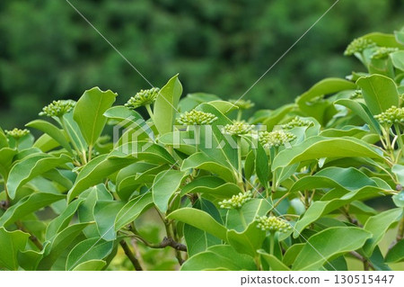 Japanese kakuremino buds - 2025 130515447