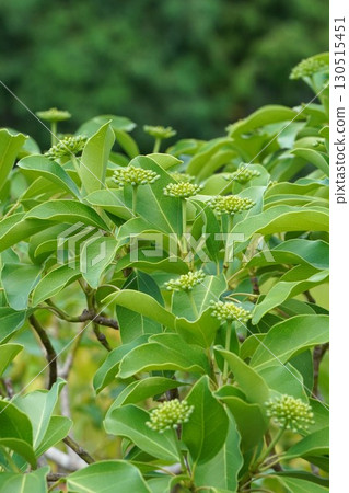 日本 kakuremino 芽 - 2025 130515451