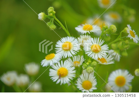 Close-up of white flowers 130515458