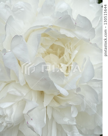 White peony flower close-up showcasing delicate petals and natural beauty 130515644