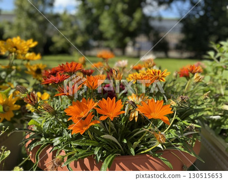 Colorful flowers in terracotta pot against green leafy background on sunny day 130515653