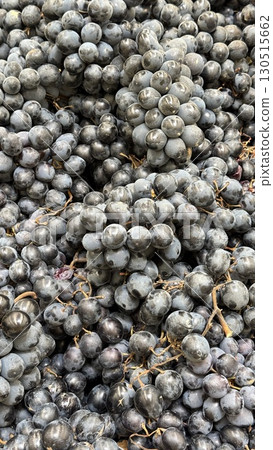 Bunches of fresh blue grapes piled together for harvesting or sale in vibrant market display 130515662