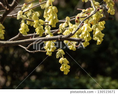 木曾福島光禪寺院內景觀 木曾福島光禪寺院內景觀 130515671