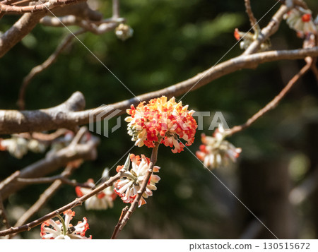 木曾福島光禪寺院內景觀 130515672